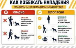 Как избежать нападения собак